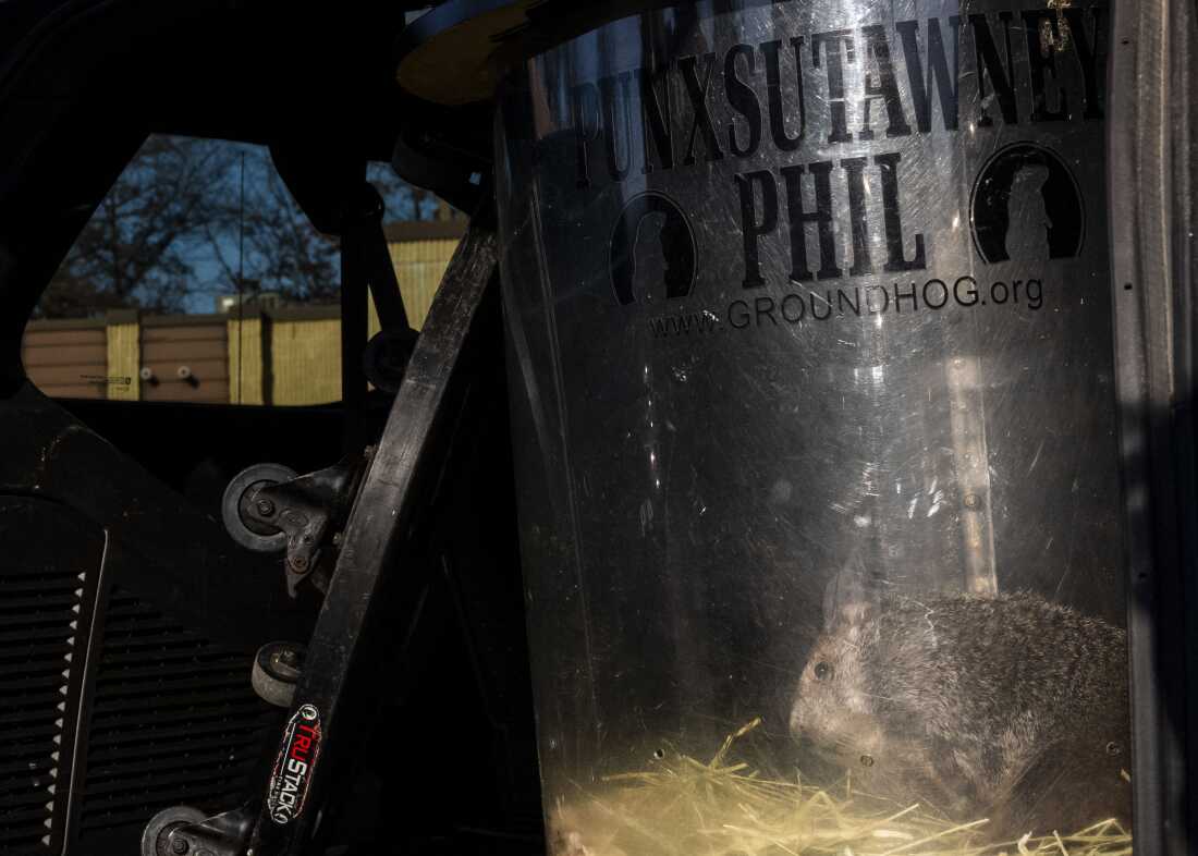 Punxsutawney Phil is loaded into a car after a public appearance.