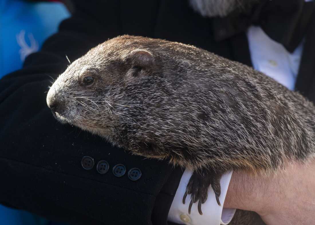 Punxsutawney Phil takes photos with people during an appearance in town.