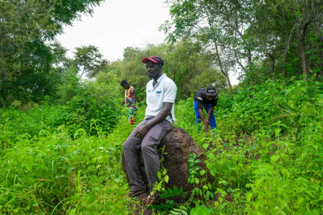 Kansala, Guinea-Bissau (September 24, 2024) - Bubacar Sane, a son of Tombon Sana, who is the guardian of the Kansala site, walks through the site of the now gone city of Kansala, the capital of the Kingdom of Kaabu.