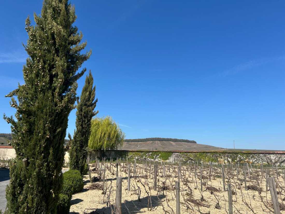 Vines grow at Charles Fourny’s estate in Vertus, France. According to Harmon Skurnik, an American wine importer, the region's unique terroir, which includes factors such as soil, makes its wines irreplaceable.