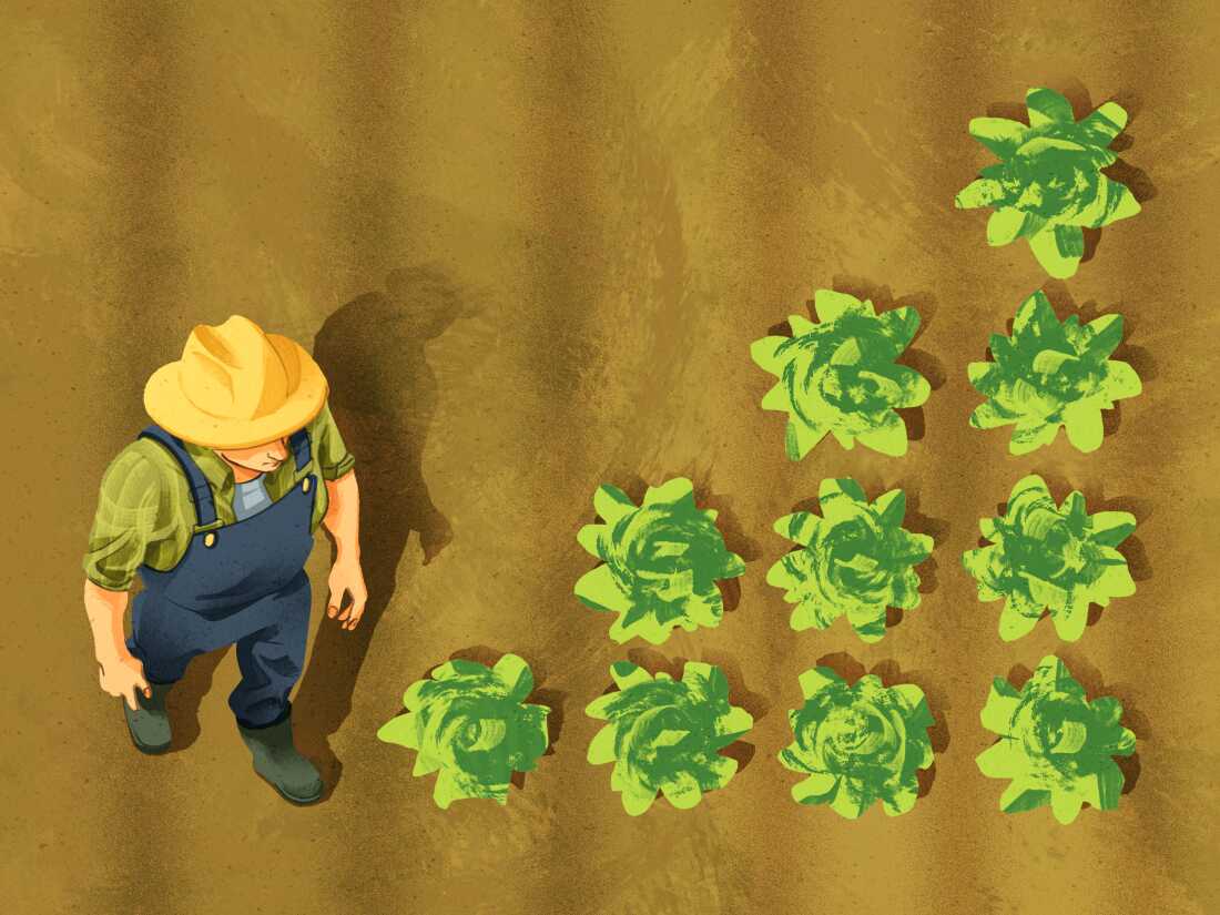 An illustration of a farmer looking down at a small crop of lettuce heads that are in a formation that looks like a bar chart.