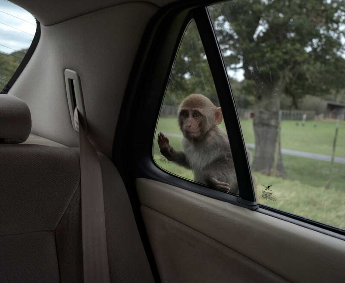 Rhesus macaque monkey. Longleat Safari Park. UK. The first drive-through safari park outside of Africa, Longleat opened in 1966 as a way to boost the finances of the Marquess of Bath’s struggling estate. The park is home to 500 animals across 120 species. One of the attractions is the Monkey Drive-Through, where rhesus macaques interact freely with vehicles. Located within the historic grounds of Longleat House, the park faced controversy in 2014 when it was revealed that the park engaged in uncontrolled lion breeding to ensure there were always young cubs on display for visitors. As a result of concerns about in-breeding and over-population, four lion cubs were euthanised. The chief executive at the time, formerly from Legoland, was suspended and later resigned.
