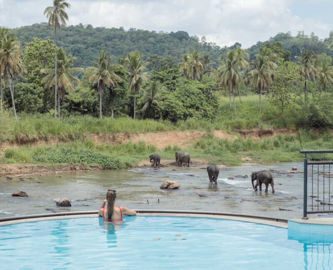 Elephant Bay Hotel. Pinnawalla, Sri Lanka The elephants viewed by tourists from the swimming pool of the Elephant Bay Hotel are part of the largest captive herd in the world, brought to the river twice daily from the nearby Pinnawala Elephant Orphanage. For $16 tourists can visit the elephant orphanage, and pay an extra fee to “wash” and pose next to an elephant in the river. Established in 1975, the Pinnawala Elephant Orphanage was initially founded to provide care and sanctuary to orphaned and injured elephants. Over several decades it has grown into a tourist attraction. Despite its stated benevolent mission, the facility has faced increasing criticism about animal welfare and commercial exploitation – for breeding its captive elephants and using sharp steel hooks on long poles to control and train the elephants. While the human population of Sri Lanka has more than doubled in number since 1960, the nation’s elephant population has fallen by almost 65% since the turn of the 19th century. Human conflict with elephants is a major issue. As human settlements expand, elephant habitats are being fragmented and destroyed, forcing elephants to venture into human areas to find food and water. Elephants are often killed by farmers using methods such as electric fences, snares and poisoning to protect their crops.