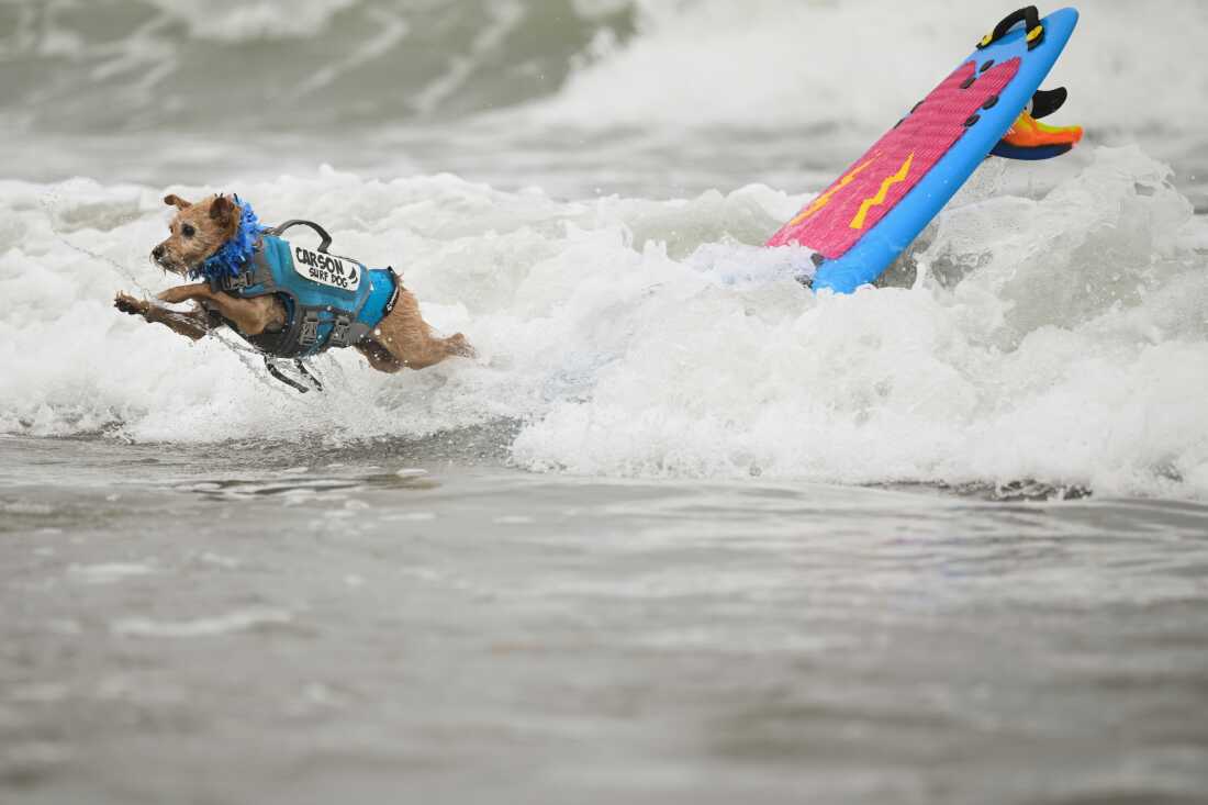 Carson Surf Dog jumps off his board after catching a wave during the World Dog Surfing Championships Saturday, Aug. 2, 2025, in Pacifica, Calif.