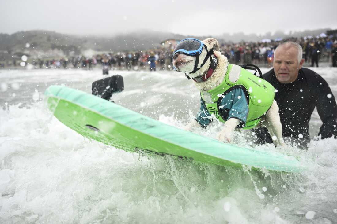 Faith the surfing Pitbull gets pushed through the breakers by James Wall during the World Dog Surfing Championships Saturday, Aug. 2, 2025, in Pacifica, Calif.