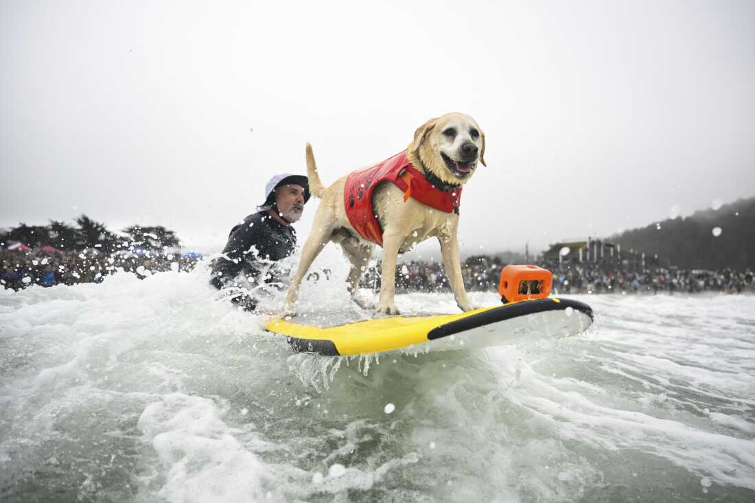 Jeff Nieboer pushes Charlie Surfs Up through the breakers during the World Dog Surfing Championships Saturday, Aug. 2, 2025, in Pacifica, Calif.