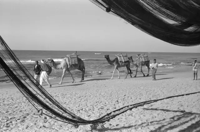 مجموعة من العرب تسير مع الجمال على طول الشاطئ بمدينة غزة عام 1956.