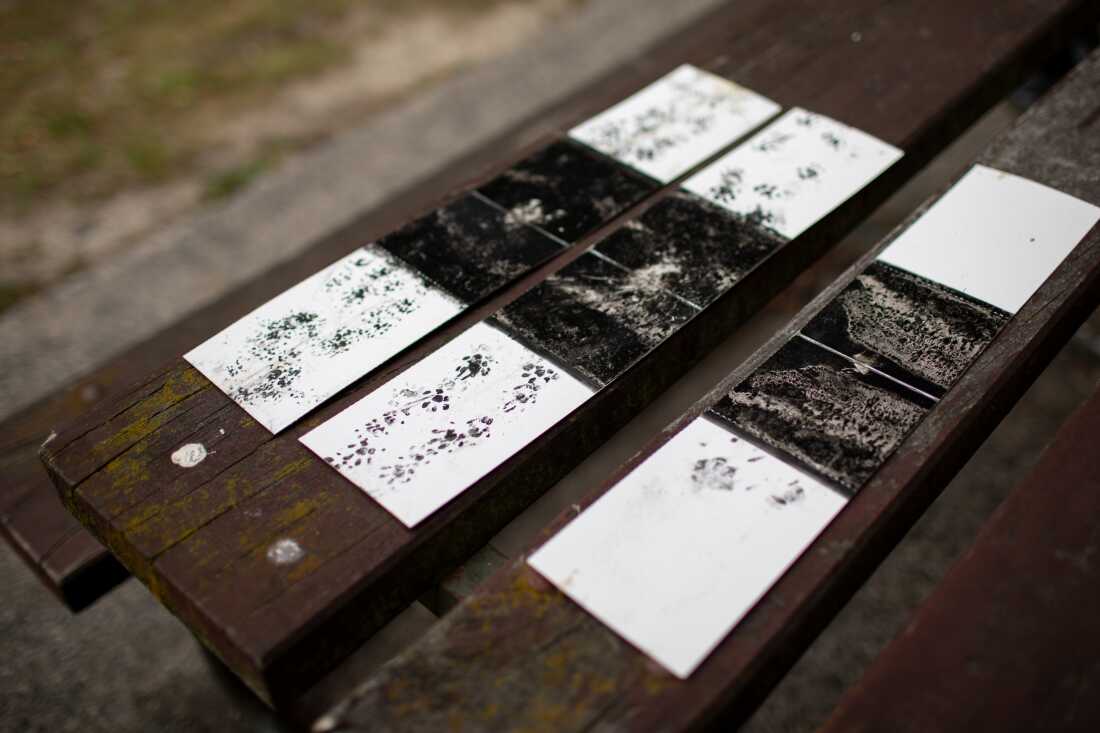 Inky animal prints are seen on a picnic table in a suburban park. Tracking cards capture animal footprints with ink, allowing the group to identify which invasive species are present in the park.