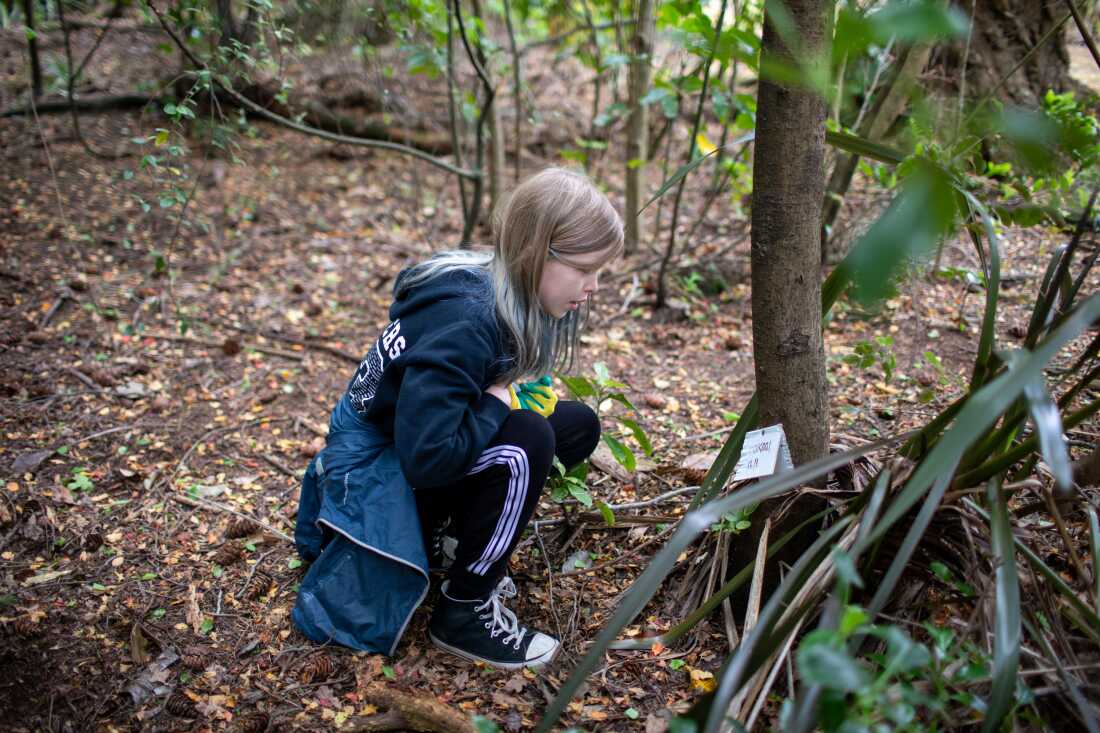 A young girl crouches by a tree trunk looking at a piece of white card nailed to it in a suburban park. The 13 year old, named Mila McKenzie has just attached what is known as a chew card, a piece of cardboard scented with bait. It attracts animals like possums and rodents, which nibble the edges of the card, alerting the group when invasive predators are in the area.