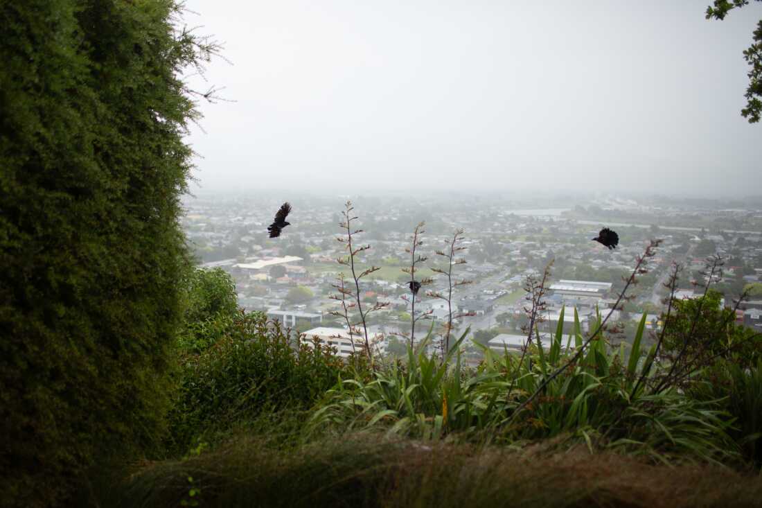 Three birds fly past a foggy vista overlooking a town dotted with white rooves. Whakatāne is just one of many New Zealand communities that have formed predator-free groups. “It feels like the whole country is onboard,” says Keturah Bouchard, who volunteers in Whakatāne.