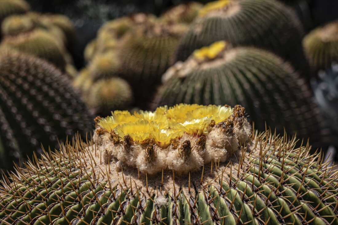 Barrel cactuses bloom The Huntington gardens in San Marino, Calif.