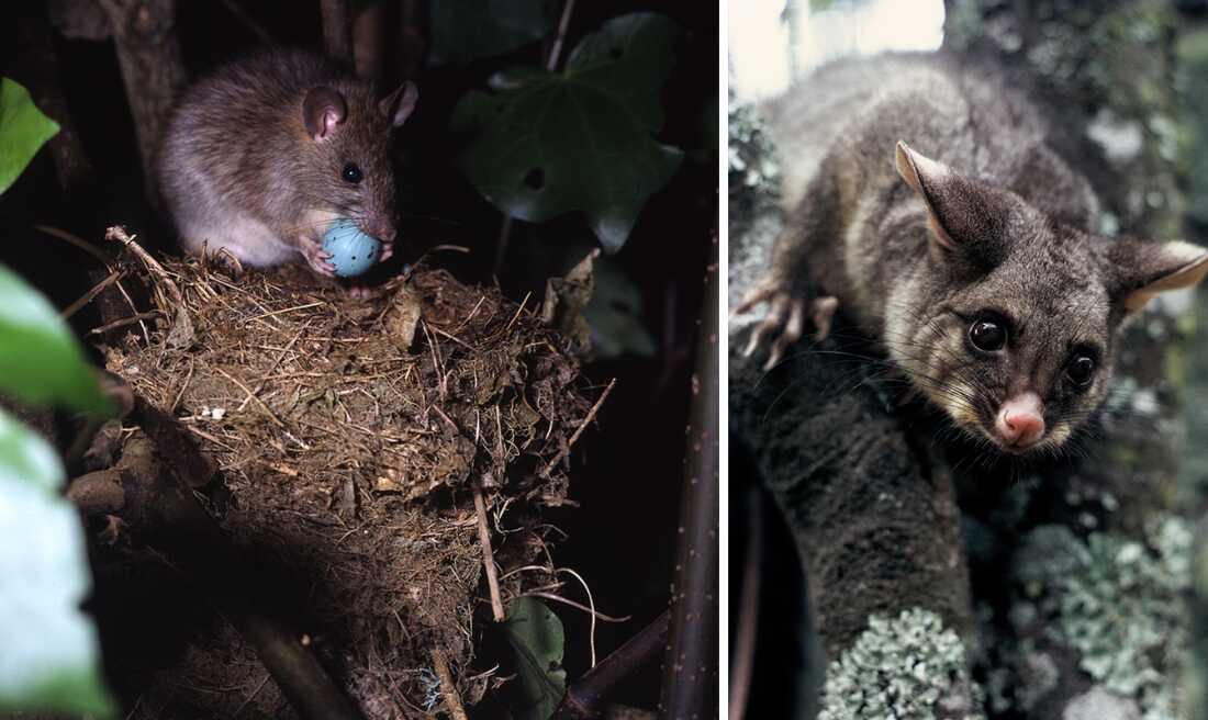 In this diptych a rat is seen holding a bird egg that it has taken from a nest. In the other image a brushtail possum is seen in a tree at night. Rats and brushtail possums spread across New Zealand after being introduced by human settlers. Rats (left) eat both bird eggs and chicks in their nests, while possums (right) eat native trees and foliage, reducing the habitat and food supply for the country’s native birds.