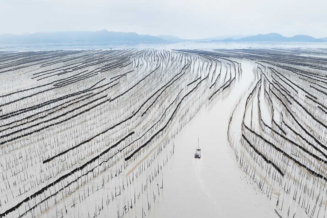 The seaweed road of Fujian by Sarah Wouters Shajiang village, in Xiapu county, is famous for its 'S-bend' mudflats. The bamboo poles create a stunning visual pattern on the mudflats and are used for drying seaweed. Fishing boats navigating through these poles add dynamism to the scene.