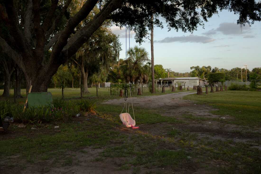 A pink swing hangs from a tree, Saturday, July 19, 2025, in Tampa. (Lexi Parra for NPR)