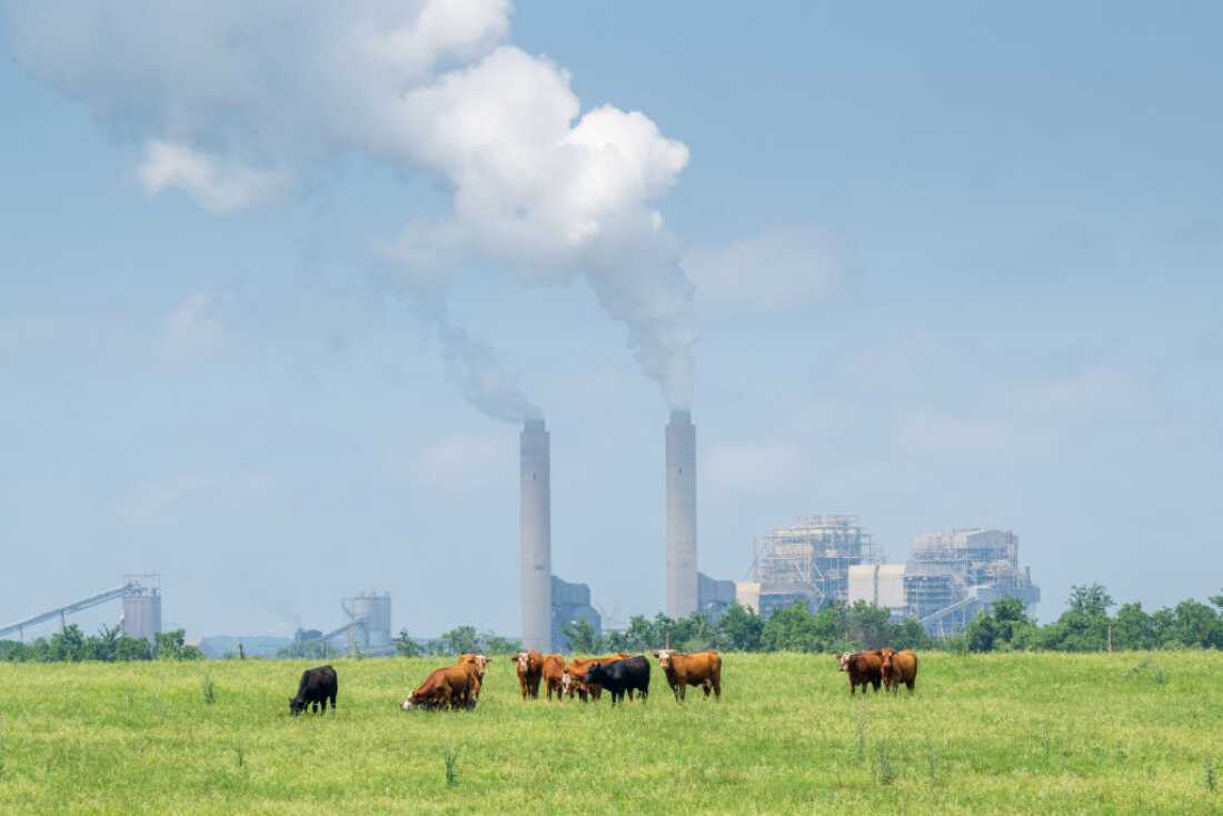 Cows graze in a field near the coal-fueled Oak Grove Power Plant on April 29, 2024 in Robertson County, Texas.