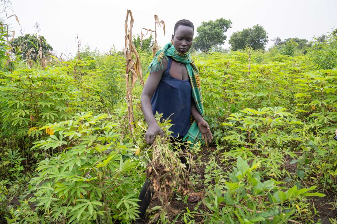 Irene Atoo harvests peanuts and gets paid in peanuts that she can bring home to feed her family.