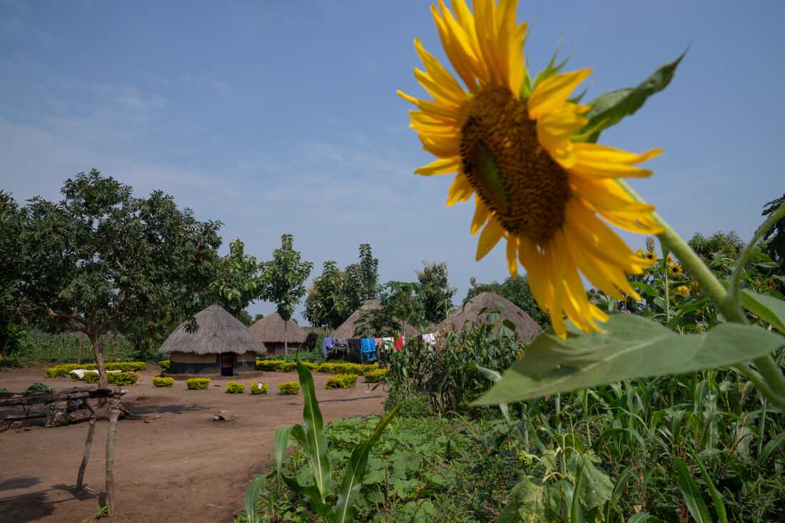 Scenes from the home of Michael Obwoya, 49, an elder in the host community of Palabek Ogilli.