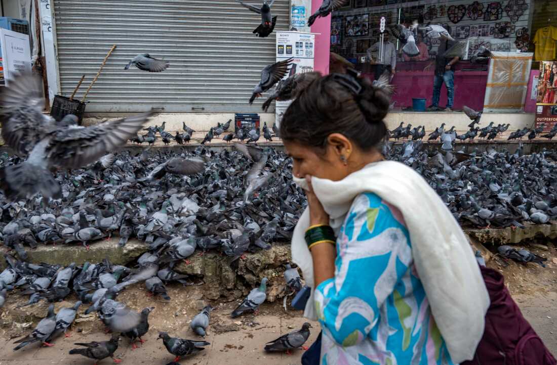 MUMBAI, INDIA - AUGUST 3: Brihanmumbai Municipal Corporation (BMC) covered the Dadar Kabutarkhana with large plastic sheets following a Bombay High Court directive banning pigeon feeding at designated spots across, on August 3, 2025 in Mumbai, India. They covered the Kabutarkhana with a shed and cut the power supply. This move follows a sharp rebuke from the Bombay High Court after it came to light that pigeon feeding continued unabated at the iconic Kabutarkhana in Dadar, despite the court's explicit ban. The High Court had earlier directed the Brihanmumbai Municipal Corporation (BMC) to take strict action and register offences against violators.