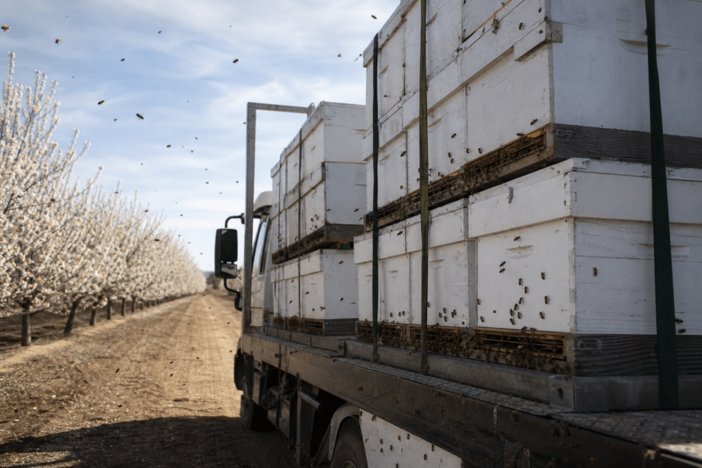 WA Bees Trucked to South Australia’s Almond Farms
