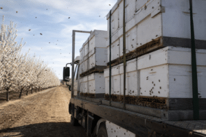 WA Bees Trucked to South Australia’s Almond Farms