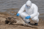 Suspected H5 Bird Flu Case Detected in Queensland