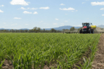 North West Queensland targets $100m crop industry
