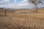 Southern Queensland Areas Declared Drought-Affected