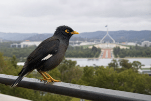 Canberra Myna Control Effort Faces Renewed Pressure