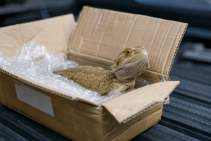 NSW Man Fined $31,000 Over Lizard Mailing Attempt