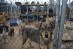 Tara woman charged after police find 119 animals