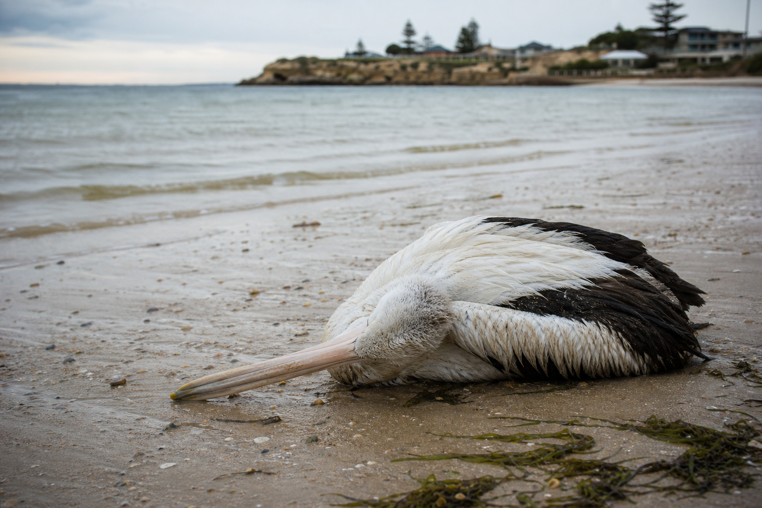 H5 Bird Flu Confirmed on Adelaide-Area Beach