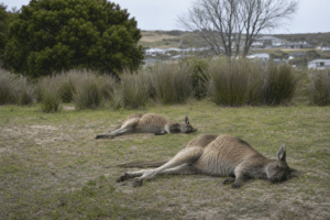 RSPCA Probes Kangaroo Deaths in Albany Suburb