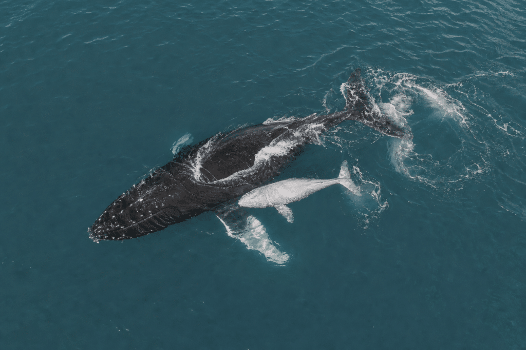 Drone Records Humpback Whale Birth Off Kingscliff