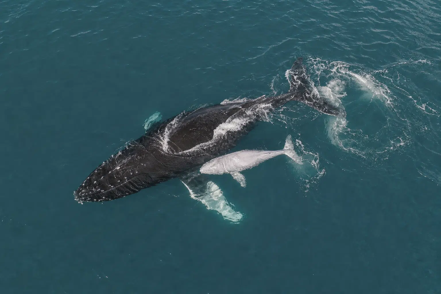 Drone Records Humpback Whale Birth Off Kingscliff
