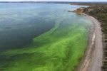 Report identifies conditions behind South Australia’s algal bloom