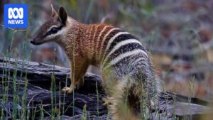 Photograph of a numbat in Western Australia (supplied image)