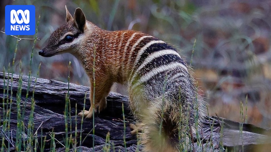 Photograph of a numbat in Western Australia (supplied image)