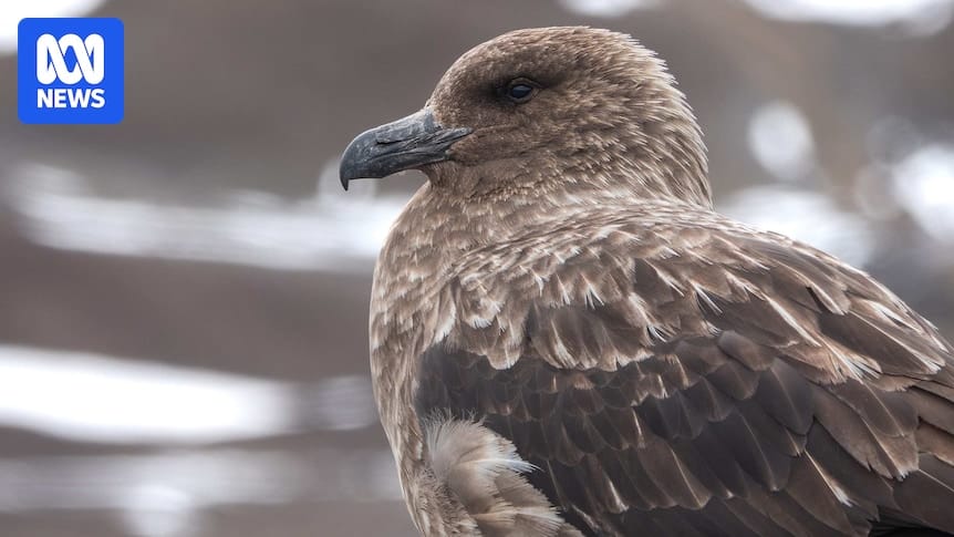 Brown skua seabird similar to the one that tested positive for H5N1 in New Zealand
