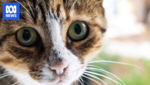 Domestic cat on a backyard fence, illustrating research on pet cat attacks and threatened wildlife rescues in New South Wales
