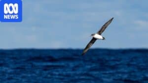 Kerguelen petrel and grey petrel photographed at sea off Port Macquarie, New South Wales