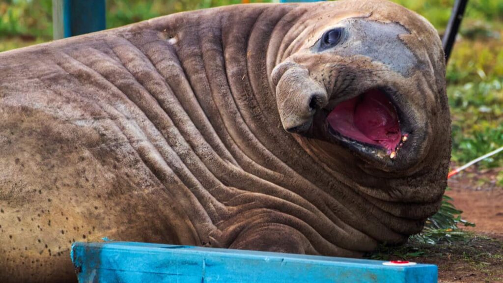 Neil the Seal Leaves Tasmania Council With $36,000 Bill