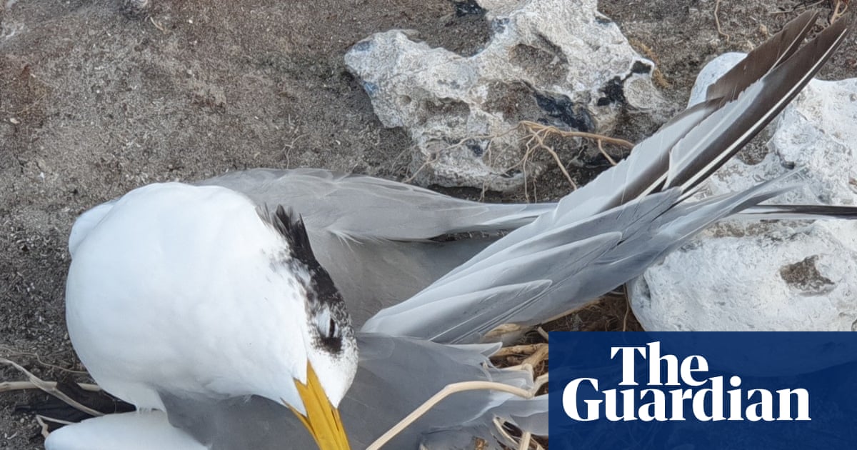Bird Flu Distresses South Australia’s Limestone Coast