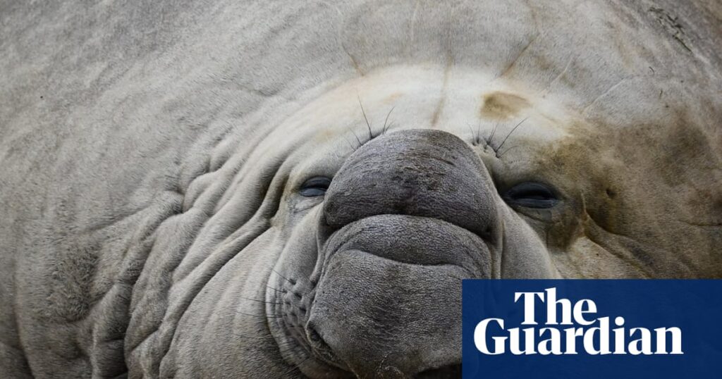 Fears grow for Sammy the elephant seal in Portland