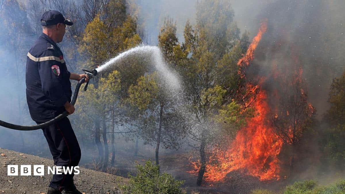 Wildfires Kill at Least 12 in Northern Algeria