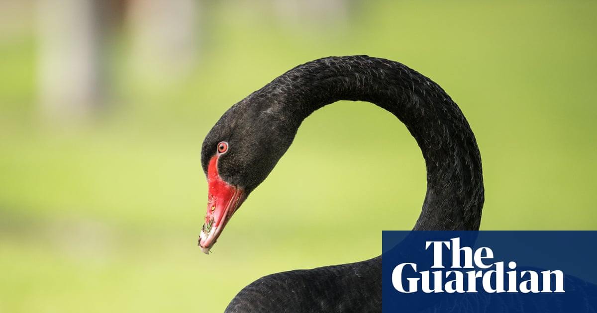 Black swans face high bird flu risk in Western Australia