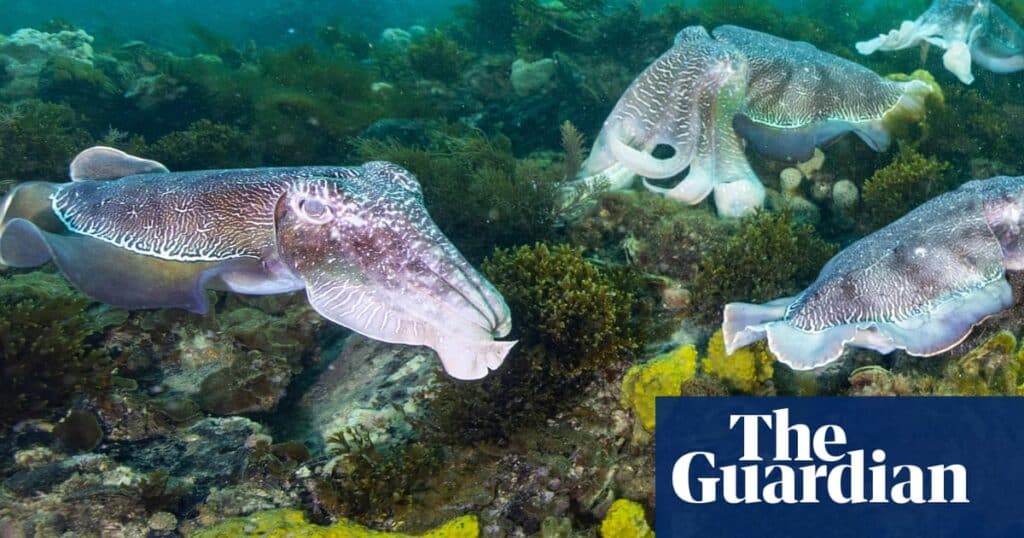 Dive Survey Raises Alarm for Giant Australian Cuttlefish