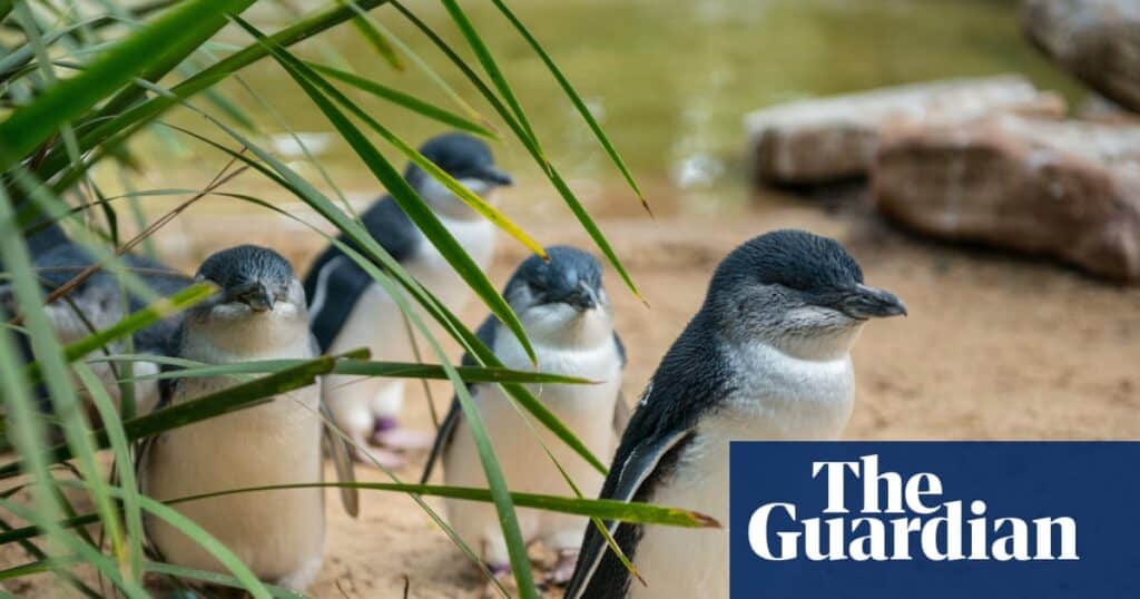 Nearly 400 Australian Species Face Bird Flu Risk