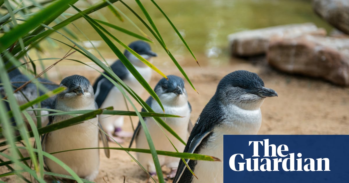 Nearly 400 Australian Species Face Bird Flu Risk