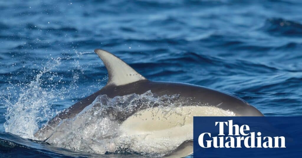 H5N1 Confirmed in South Australian Common Dolphin