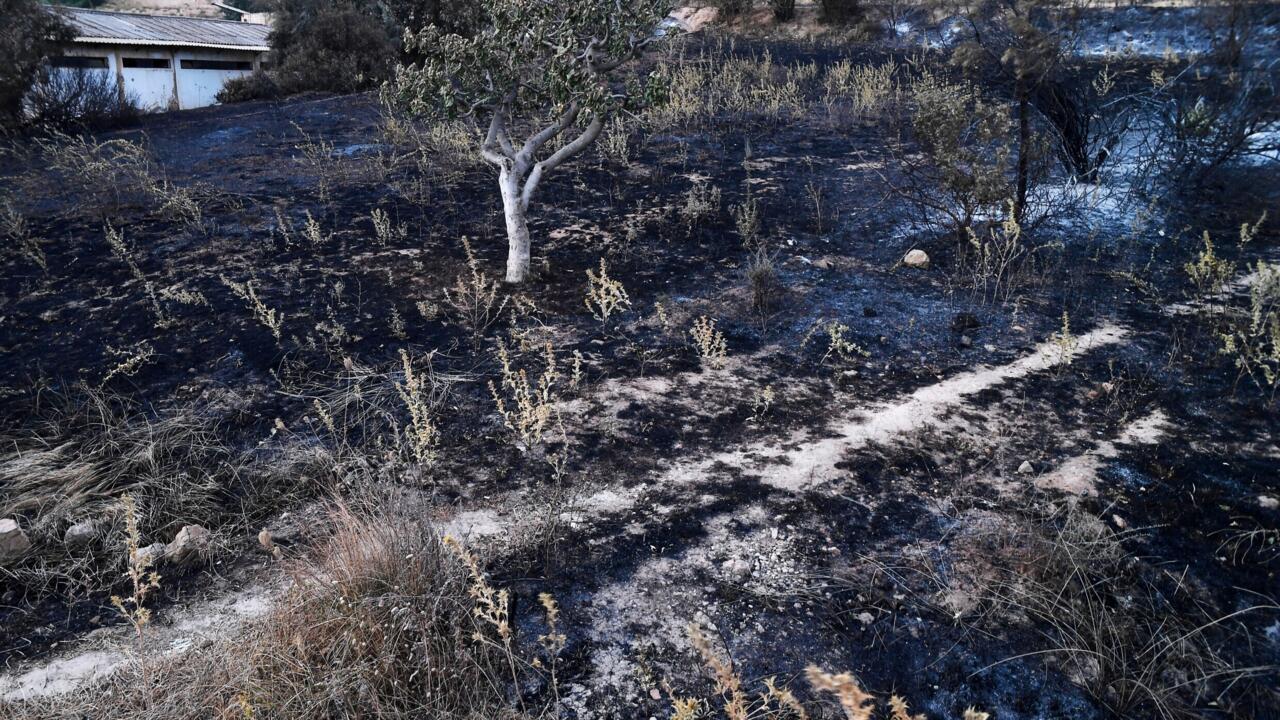 Wildfires Kill 12 as Heatwave Hits Northern Algeria